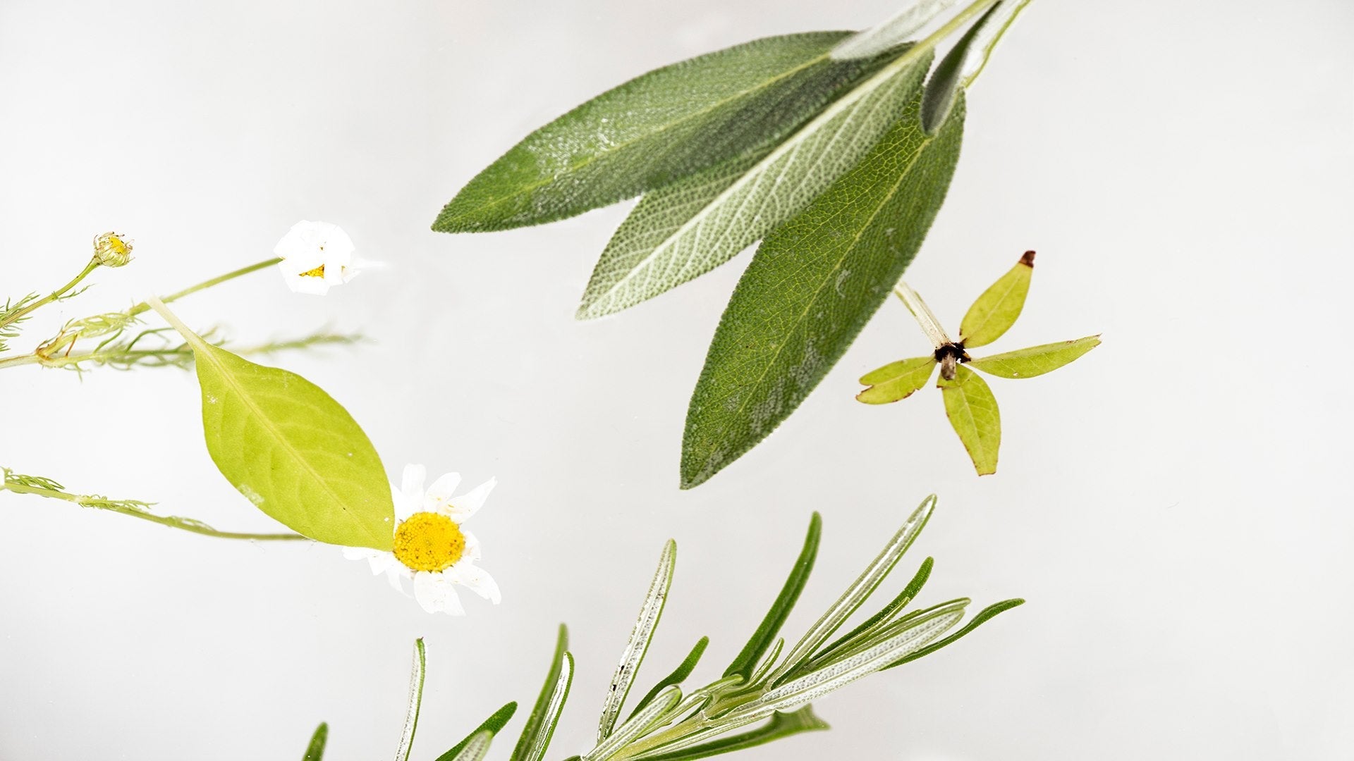 HERBS quilt By Mölle