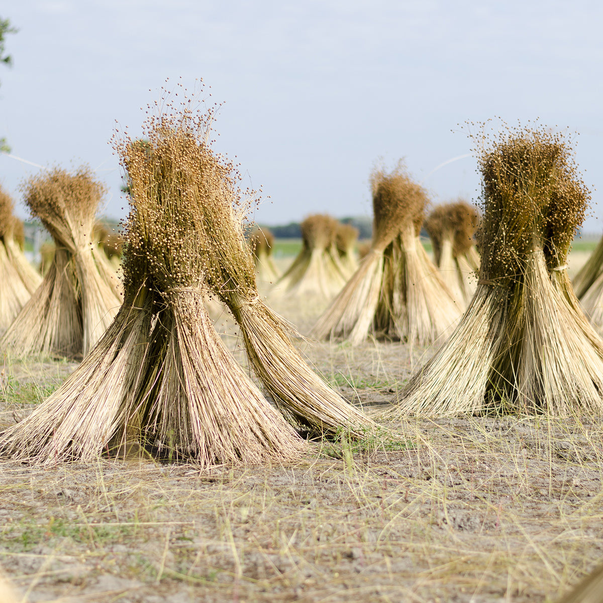 Vlas velden Europees linnen. Fibershed X By Mölle. Toekomst Textiel. 