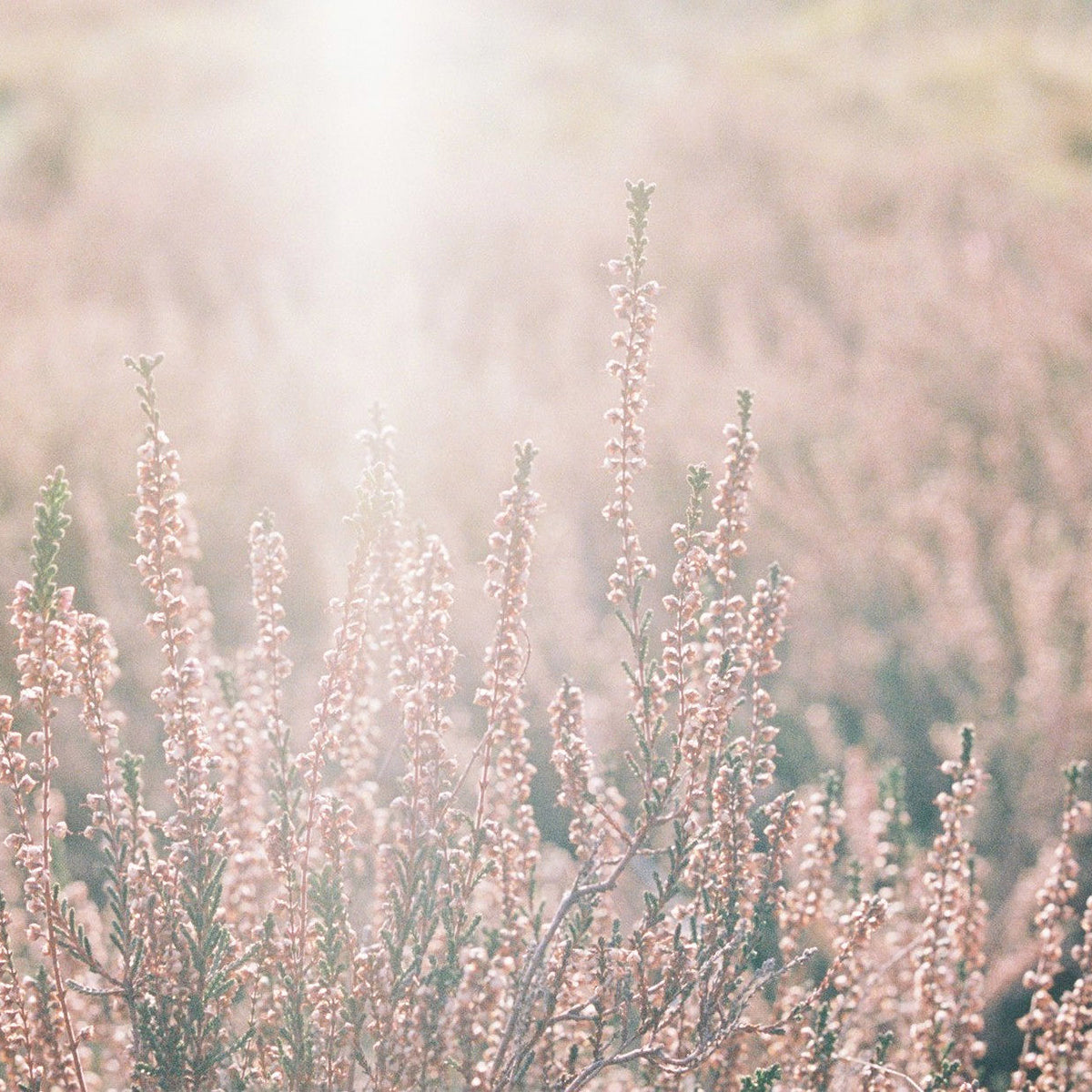 Magical purple fields at the Lemelerberg