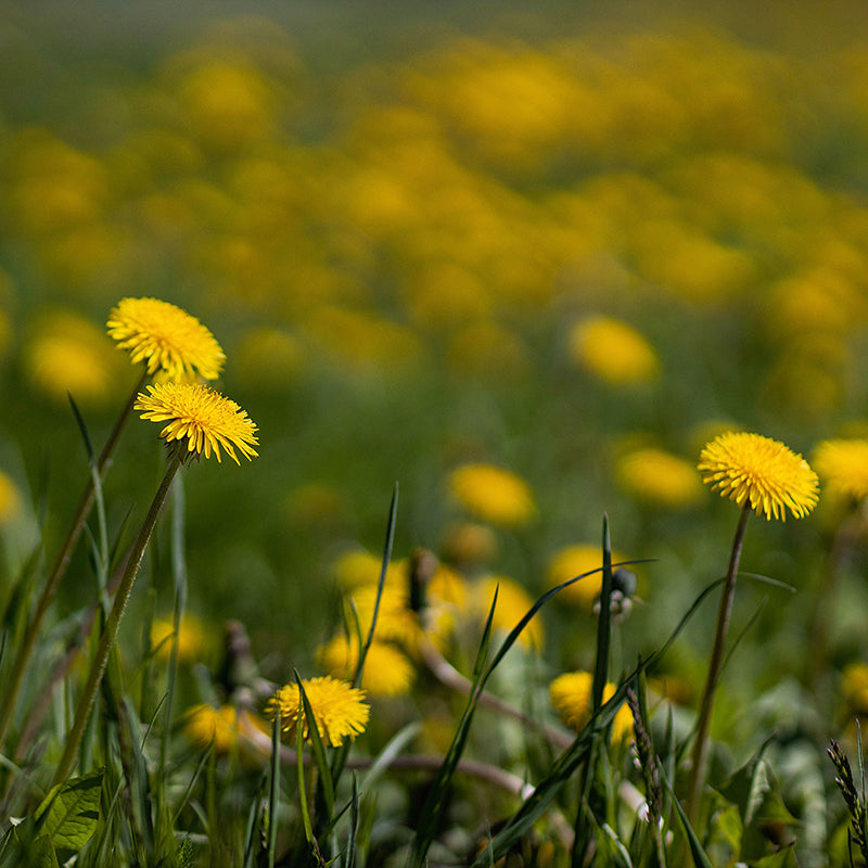 Wilde oogst recept - ode aan de paardenbloem