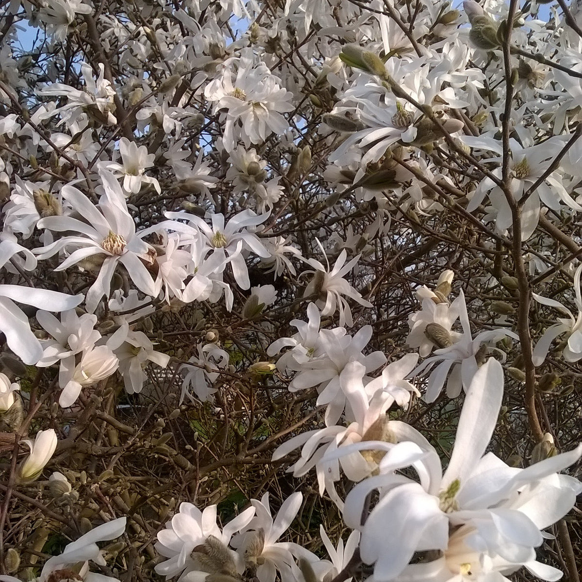 Let's celebrate spring – By Mölle
