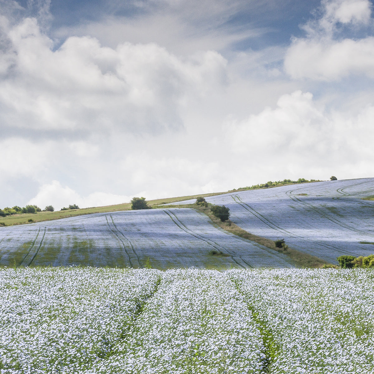 1m² flax: from seed to linen in 100 days