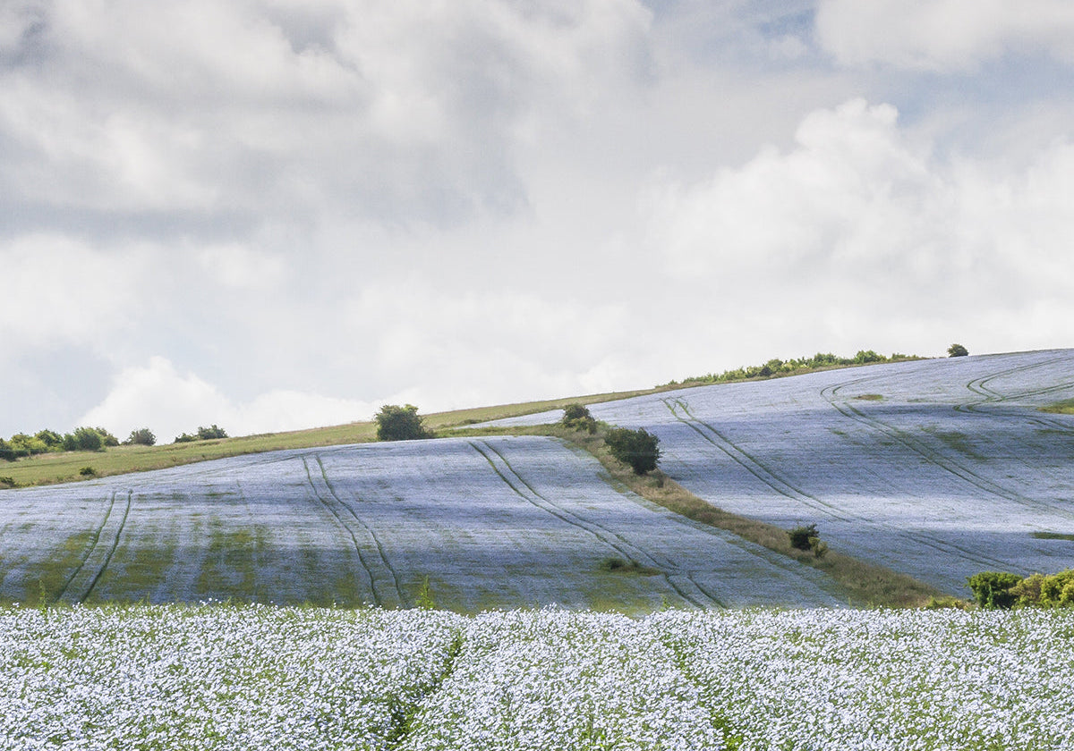 1m² flax: from seed to linen in 100 days