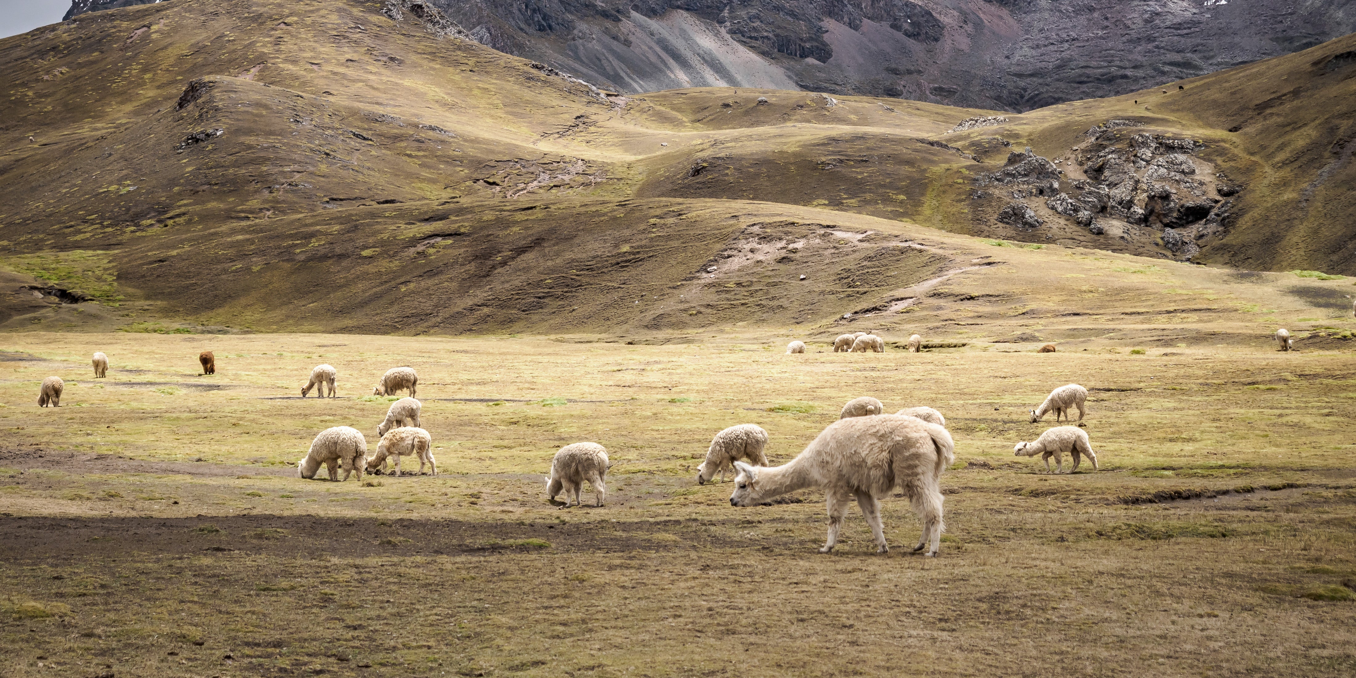 Alpaca pure wool By Mölle