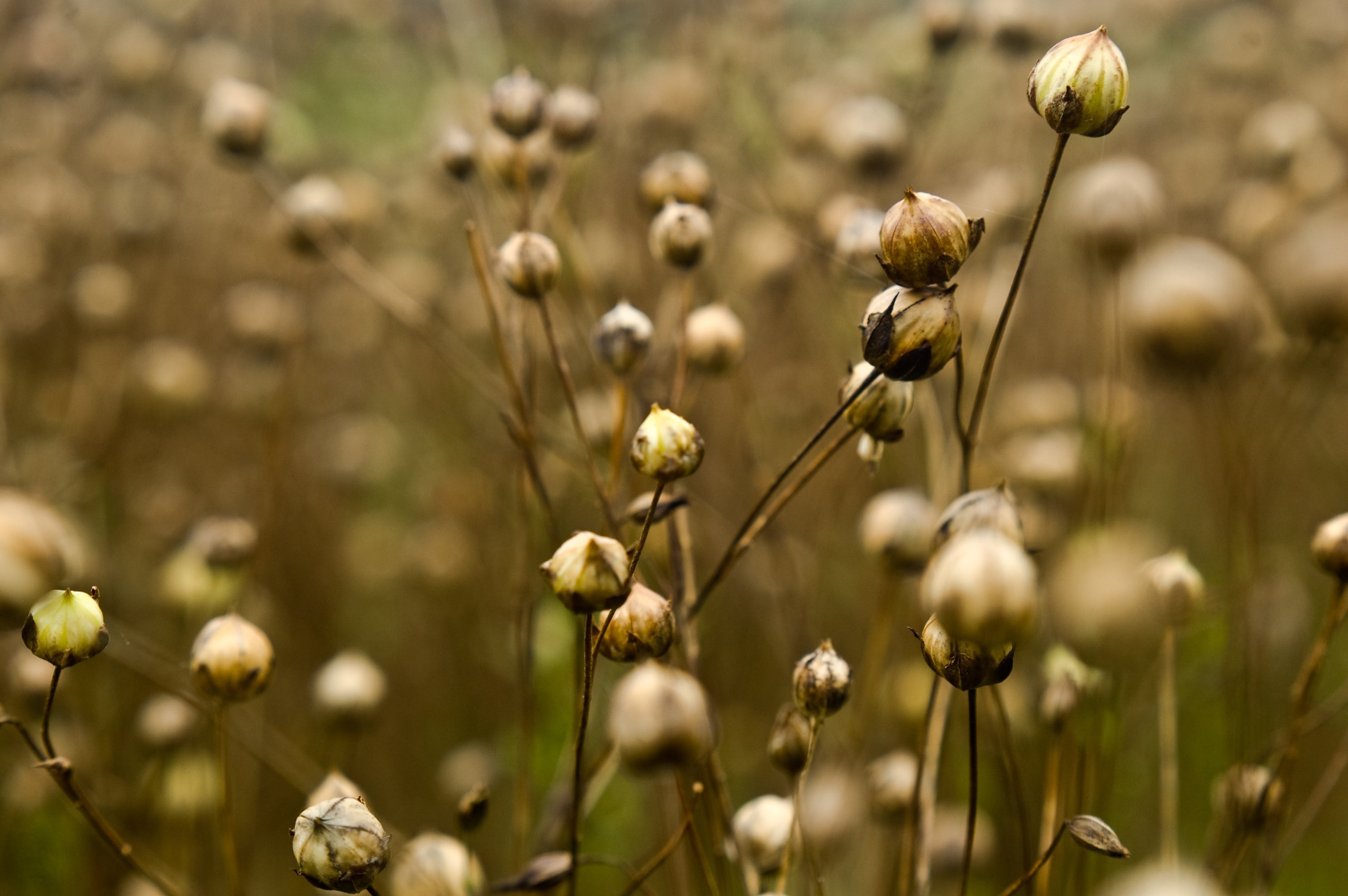 natural flax By Mölle pure linen collection 