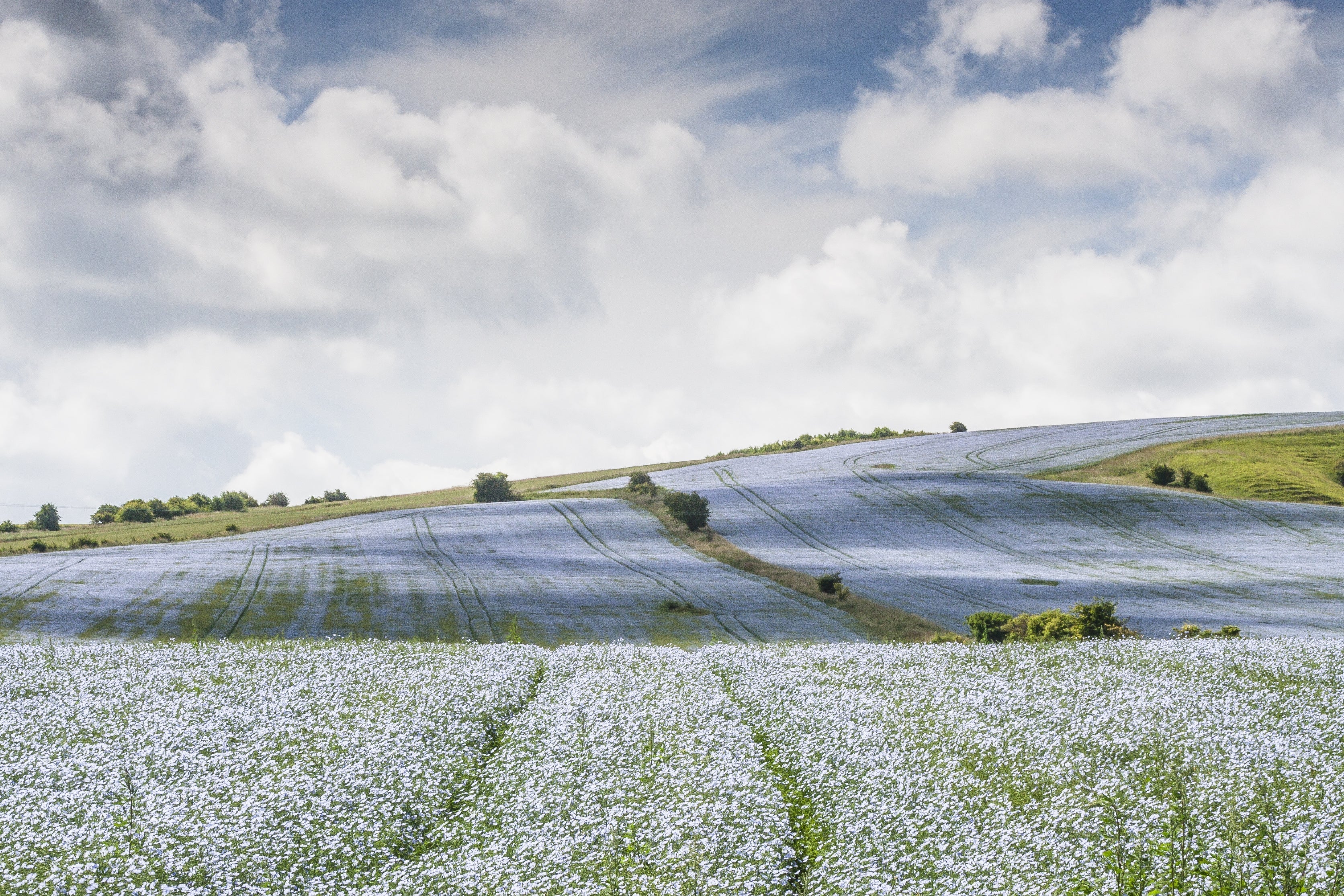 A tribute to flax from Europe